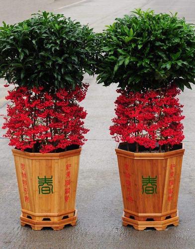 原创家里养一盆黄金万两果期比花期还惊艳