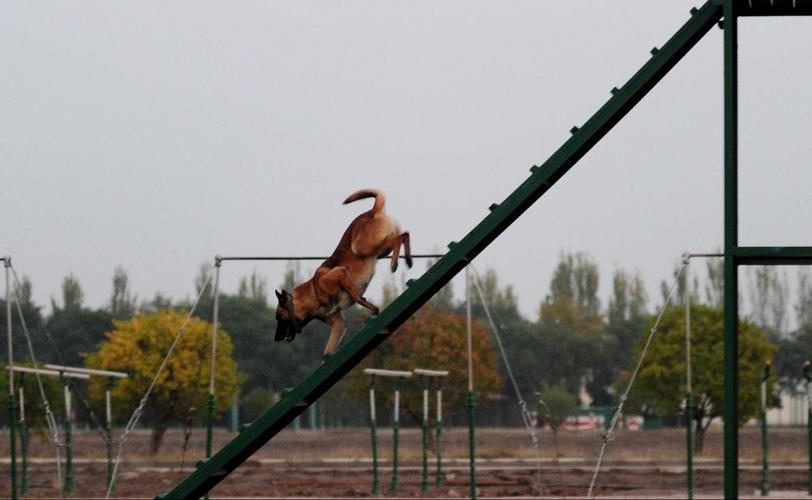 茂名警犬训练器材消防犬障碍训练器材各地发货