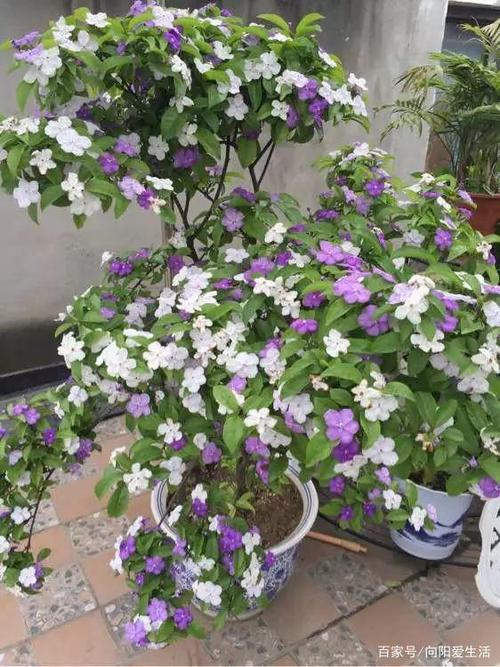 非常好养的"双色茉莉",花期长,花朵颜色多,邻居看了都
