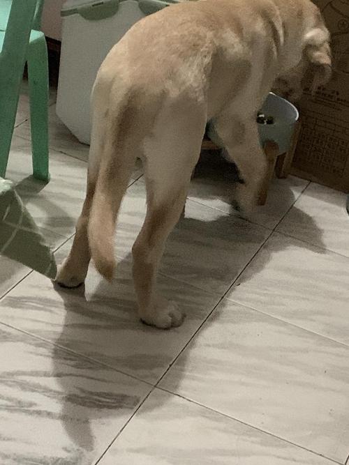 【讨论】我家狗子后腿走路外八,这是趴蹄嘛