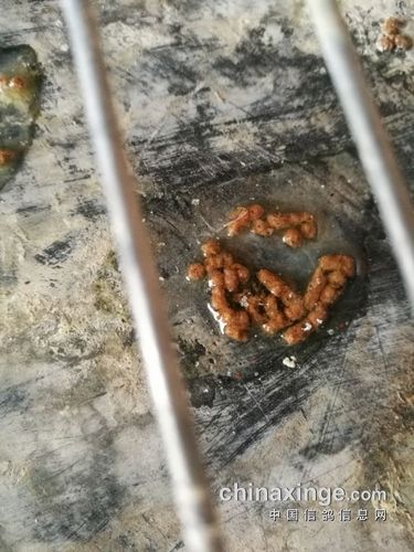 鸽粪异常 球虫超标