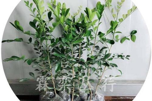 0/棵  九里香树苗九里香盆栽苗驱蚊树苗