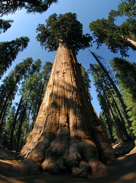  p>雪曼将军树(general sherman tree)是世界上最大的树,通常也被认为