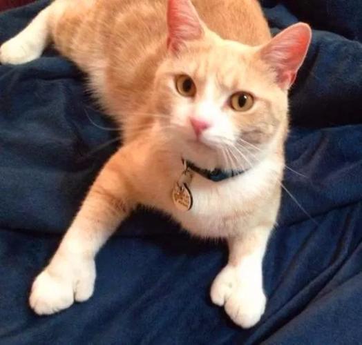 人有六指猫有多趾,你没见过的多趾猫可萌可萌了