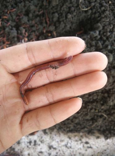 批发大,中,小号鲜活蚯蚓冷冻蚯蚓大平二号垂钓专用饵料