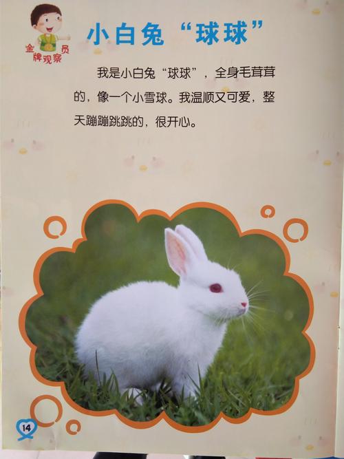 认识动物——小白兔,让幼儿了解它的体型和饮食起居以及种类