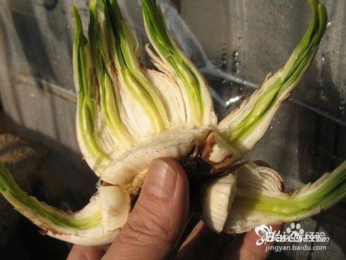 水仙花雕刻方法
