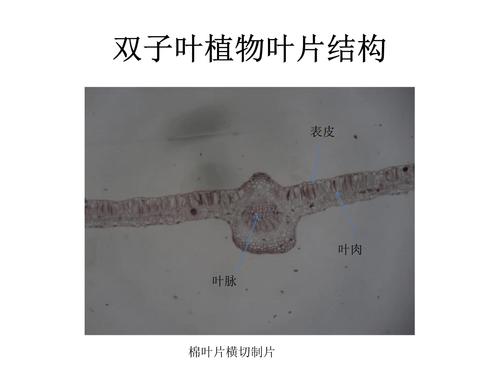 ppt 36页