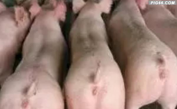 促进母猪发情排卵的防治措施(2)