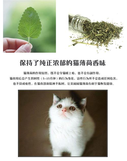 猫薄荷 天然去毛球助消化清洁口腔调理肠胃 猫草45ml猫咪零食包邮