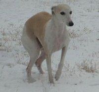 惠比特犬