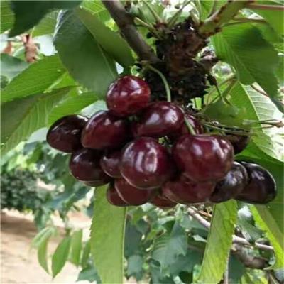 2公分俄8樱桃树苗栽培技术 俄罗斯8号樱桃苗签订合同