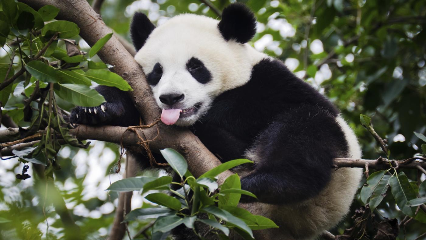 giant panda information, facts and pictures