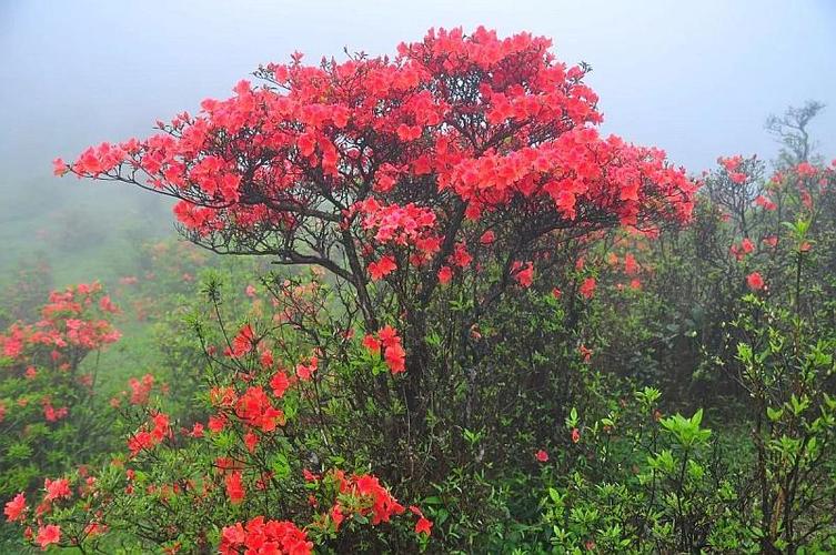 4月1日星期日万人同赏天露山杜鹃花