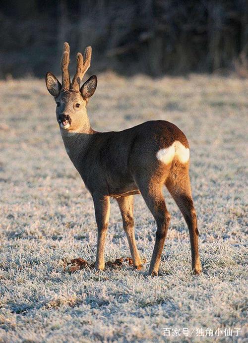东北"神兽"傻狍子究竟有多傻,才能把自己"傻"进保护动物行列