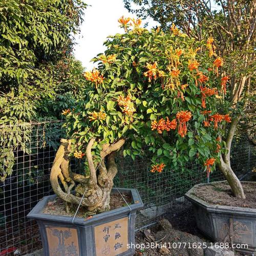 炮仗花基地批发 产地批发各种炮仗花报价