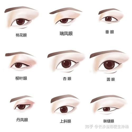 眼睛的类型部分分析 | 长沙湘雅附二孙杨科普