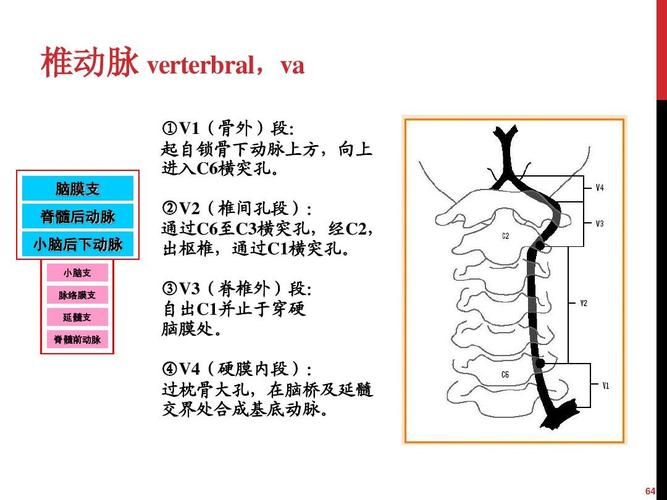 医药卫生 临床医学 2015脑血管解剖ppt  脑血管解剖ppt 椎动脉 verter