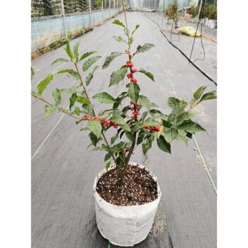 黎秋科进口耐寒冷苗冬红果树苗盆栽相思豆鲜花富贵籽发财果北美冬青4