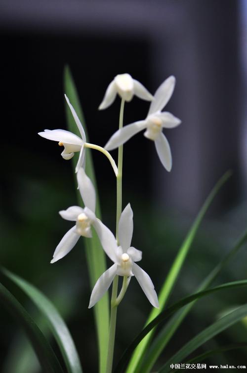 2015~~顶级雪白花~~瑞雪(无尘)~~-建兰篇-中国兰花网