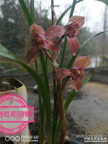 春剑大红荷开品漂亮