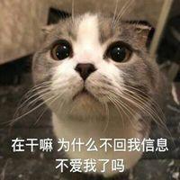 叫老公的猫猫表情包_微信头像图片大全