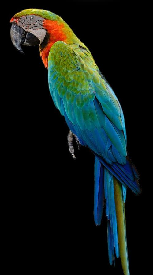 它被誉为鹦鹉界的傻狍子真是蠢到深处自然萌啊