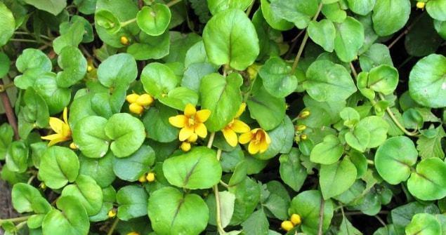 几个治胆囊炎胆结石的草药