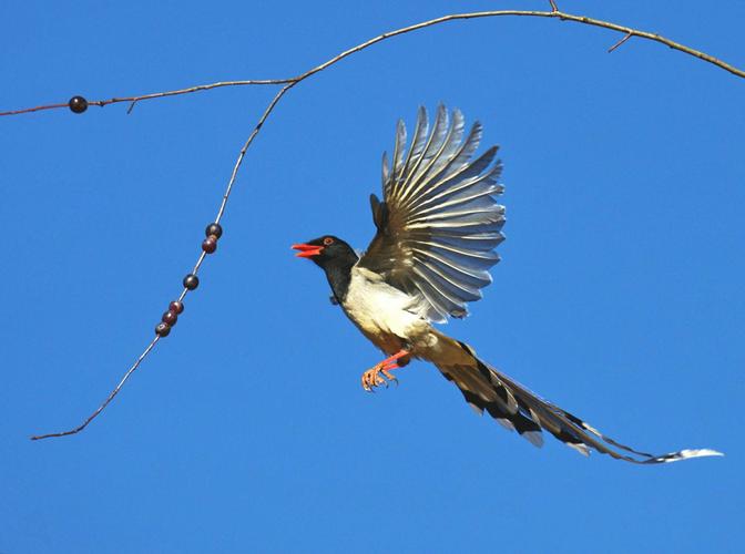 彩云唯美影像汇(鸟类专辑 )