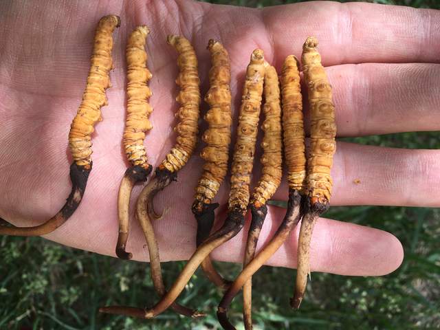 亚香棒虫草最喜欢浑水摸鱼,充当正品虫草,看准3个特点,不上当