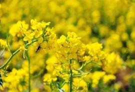 唯美油菜花摄影图桌面壁纸