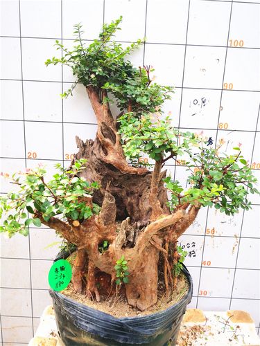 珍珠新闻网为你分享精品小叶赤楠树桩盆景熟桩小老桩室内四季常青花卉