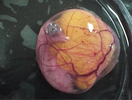 从受精到破壳 实拍鸡蛋孵出小鸡全过程