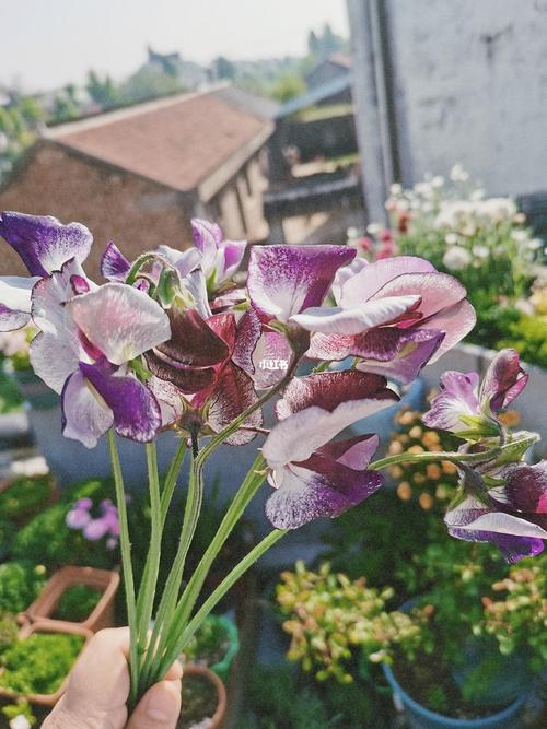 香豌豆_豌豆_米高怎么样_家居家装_家居装饰