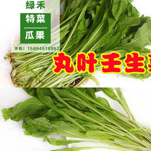 丸叶壬生菜种子 千头菜种子 苗菜种子 菜种子 种子批发 特色种子