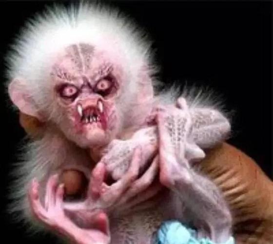 童年阴影水猴子真的那么可怕吗