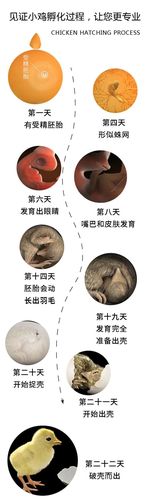 其它 孵小鸡观察记录 写美篇 记孵蛋过程 8月7日星期五孵化第一天