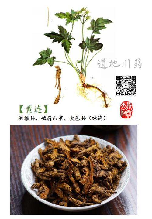 我爱天府中药之乡:四川的道地药材,为什么无川药不成方?
