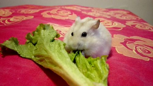 仓鼠 吃青菜的仓鼠