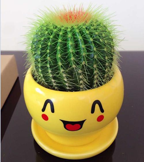 仙人掌绿植盆栽多肉植物组合花卉办公室桌防辐射吸甲醇仙人球盆景