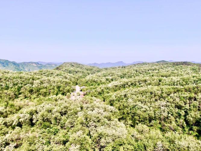 青州仰天山第十六届高山槐花节开幕