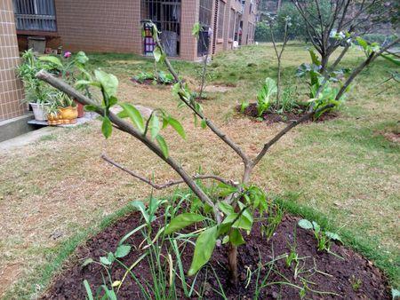 桔子树病了,叶子发软怎么处理