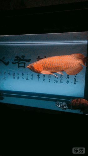 400_711 竖版 竖屏