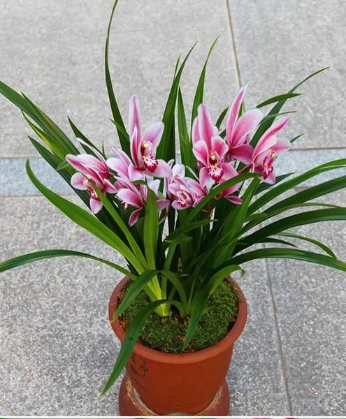 购客兰花苗建兰夜来香浓香型水培植物花卉四季兰室内绿植盆栽易开好养