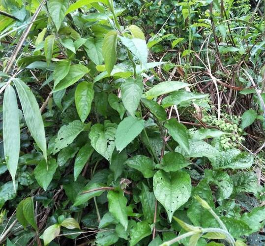 老农进山采一种草药,远远的就闻到臭味,客家话叫做"臭屁藤"