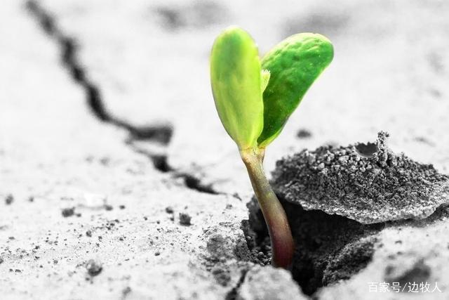 石头缝里迸发的绿色