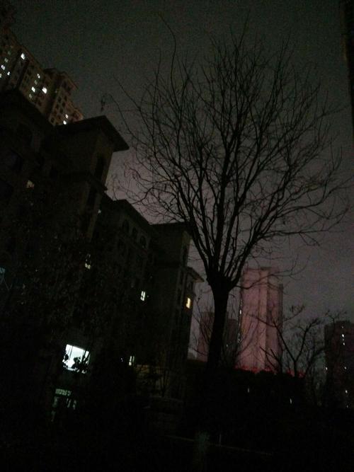 天黑了,冬日里孤单单的树长在那.