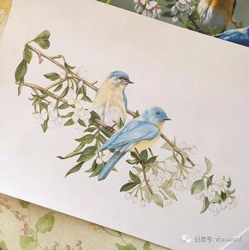 彩铅画花卉,每个细节都非常精致,手帐收藏