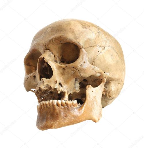 名称:人类头骨