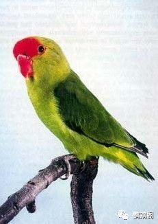 牡丹鹦鹉的品种及部分图片对照